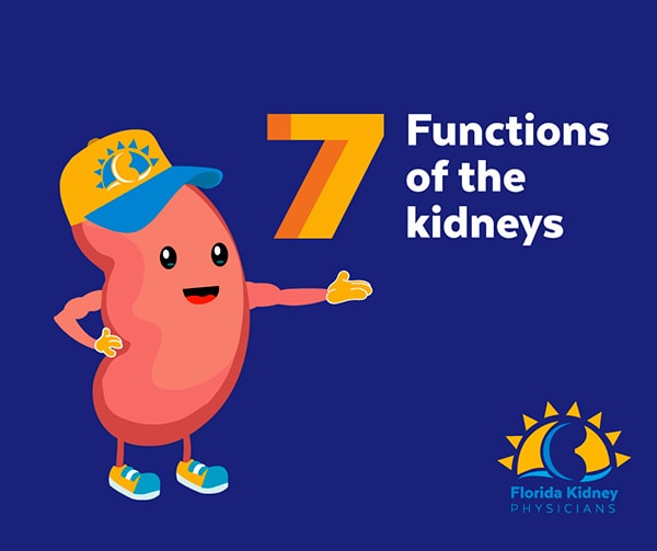 The 7 functions of the kidneys