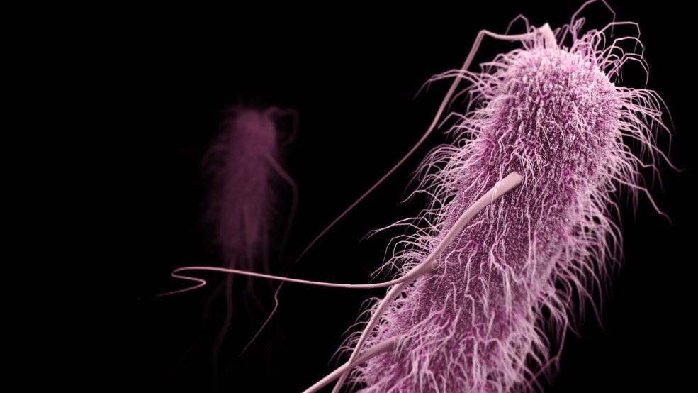 Increase in antibiotic-resistant bacteria hinders treatment of kidney infections