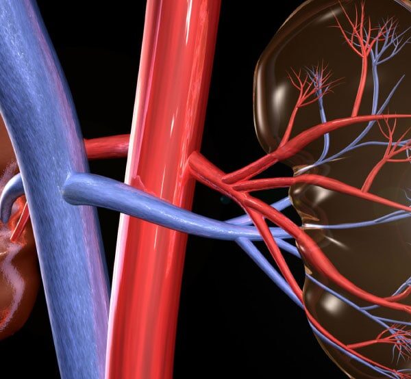 59% of Americans will develop kidney disease in their lifetime 1 kidneys